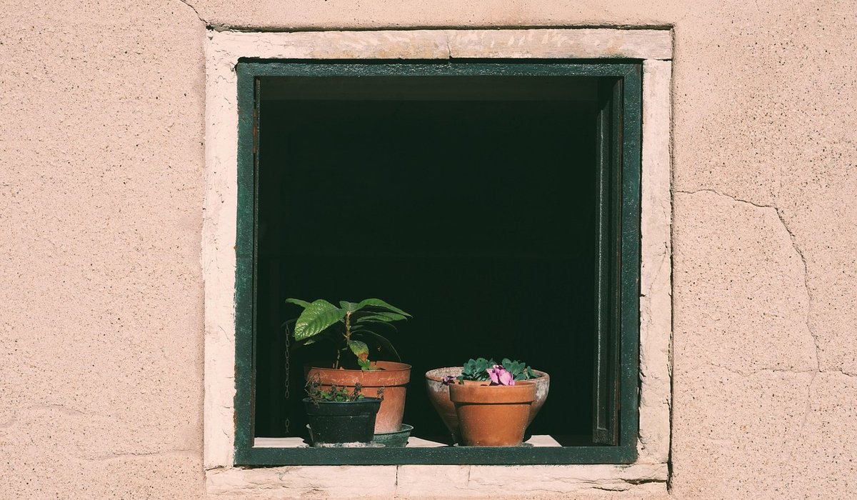 Choosing the right compost for indoor plants