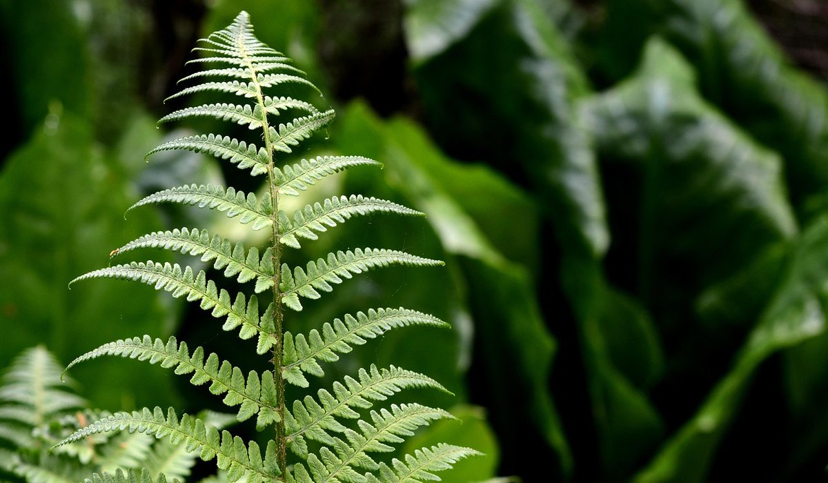 Jobs to do in the garden this autumn