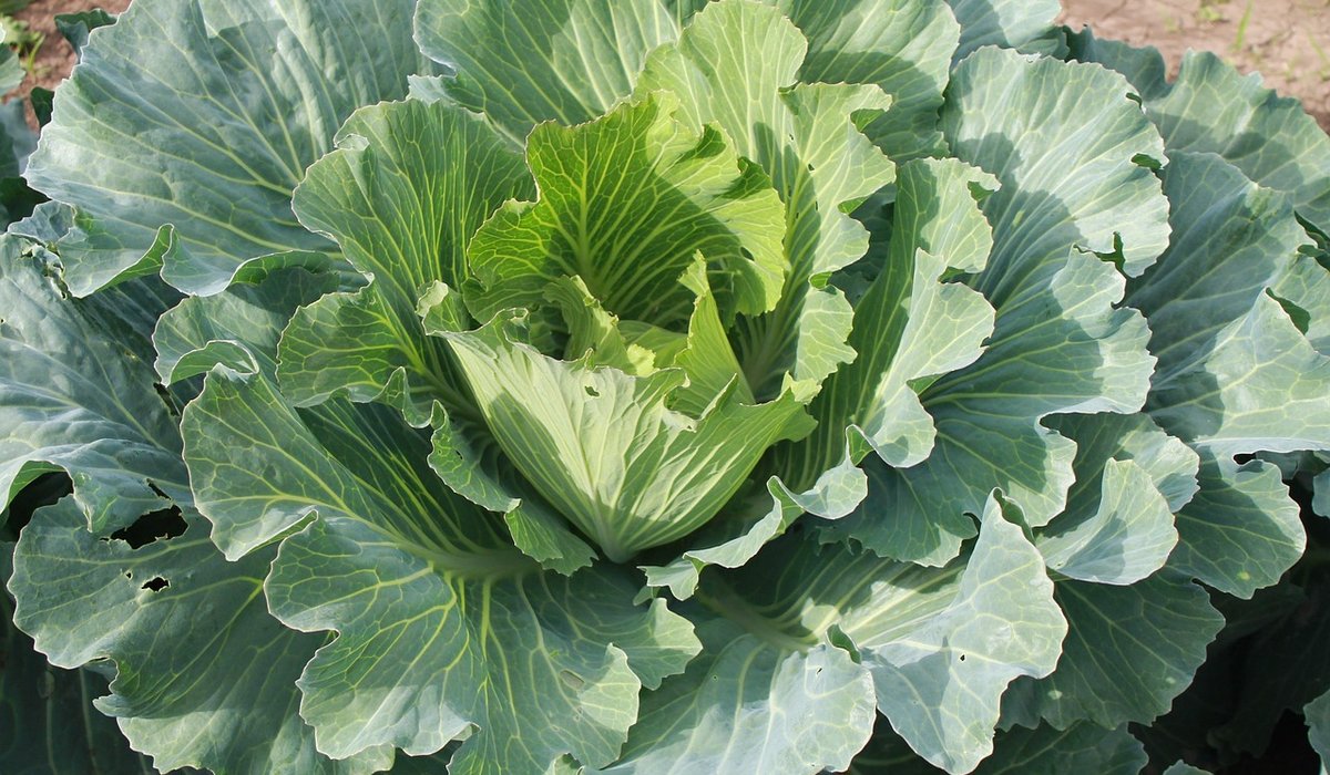 Protecting tender plants from winter frost