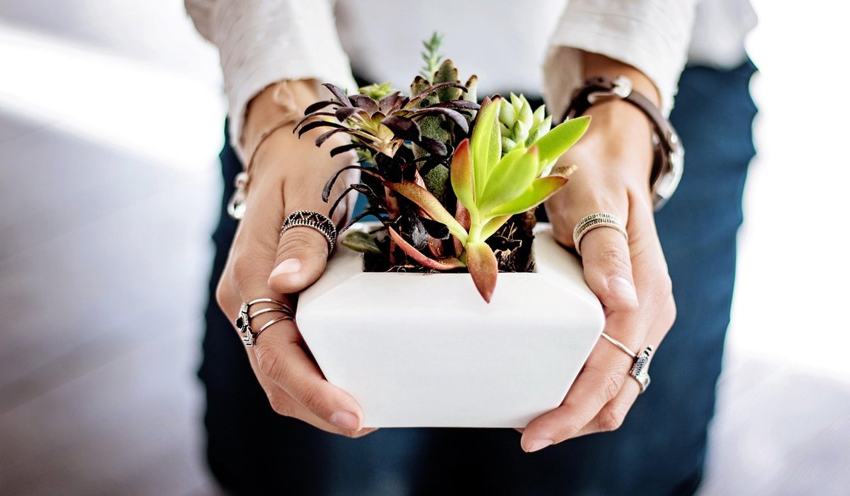 Reviving a tired houseplant with simple steps